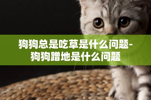 狗狗總是吃草是什么問題-狗狗蹭地是什么問題