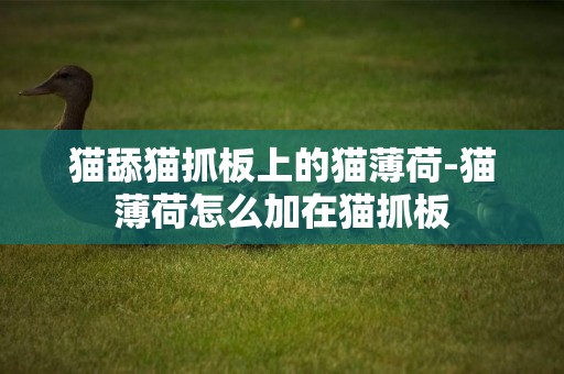 貓舔貓抓板上的貓薄荷-貓薄荷怎么加在貓抓板