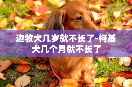 邊牧犬幾歲就不長了-柯基犬幾個月就不長了