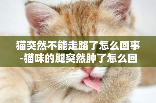 貓突然不能走路了怎么回事-貓咪的腿突然腫了怎么回事