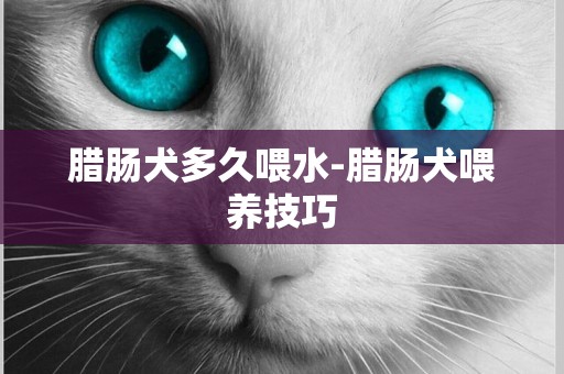 臘腸犬多久喂水-臘腸犬喂養技巧