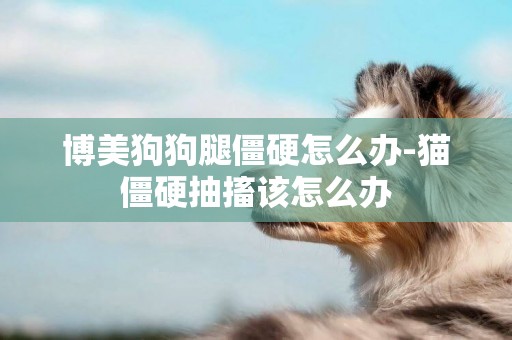 博美狗狗腿僵硬怎么辦-貓僵硬抽搐該怎么辦
