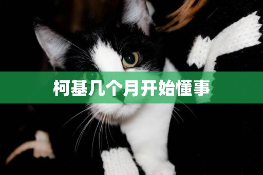 柯基幾個月開始懂事