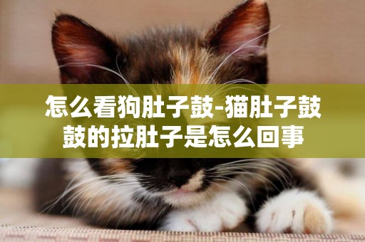 怎么看狗肚子鼓-貓肚子鼓鼓的拉肚子是怎么回事
