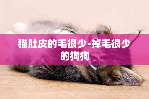 貓肚皮的毛很少-掉毛很少的狗狗