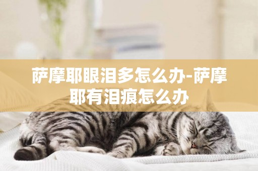 薩摩耶眼淚多怎么辦-薩摩耶有淚痕怎么辦