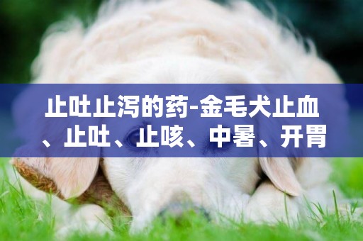 止吐止瀉的藥-金毛犬止血、止吐、止咳、中暑、開胃、止瀉等都該用哪些藥