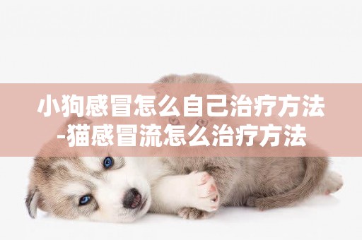 小狗感冒怎么自己治療方法-貓感冒流怎么治療方法