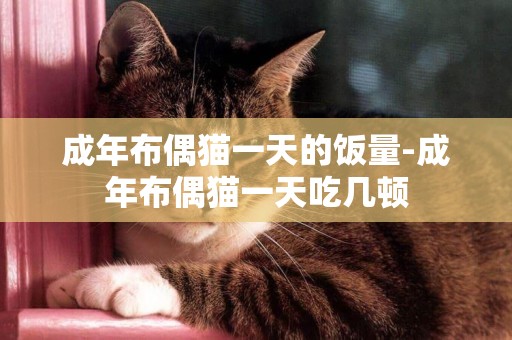 成年布偶貓一天的飯量-成年布偶貓一天吃幾頓