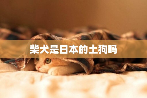 柴犬是日本的土狗嗎