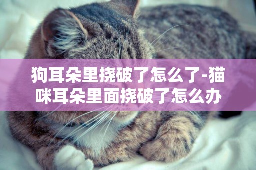 狗耳朵里撓破了怎么了-貓咪耳朵里面撓破了怎么辦