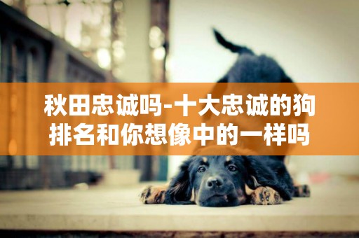 秋田忠誠嗎-十大忠誠的狗排名和你想像中的一樣嗎