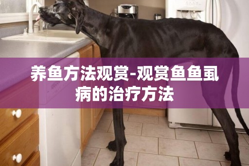 養魚方法觀賞-觀賞魚魚虱病的治療方法