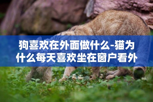 狗喜歡在外面做什么-貓為什么每天喜歡坐在窗戶看外面