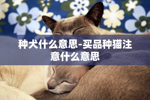 種犬什么意思-買品種貓注意什么意思