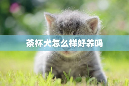 茶杯犬怎么樣好養嗎
