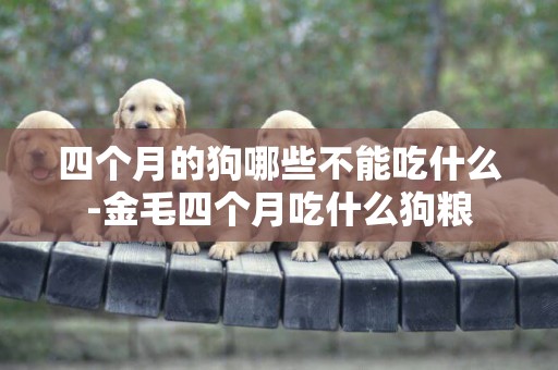 四個月的狗哪些不能吃什么-金毛四個月吃什么狗糧