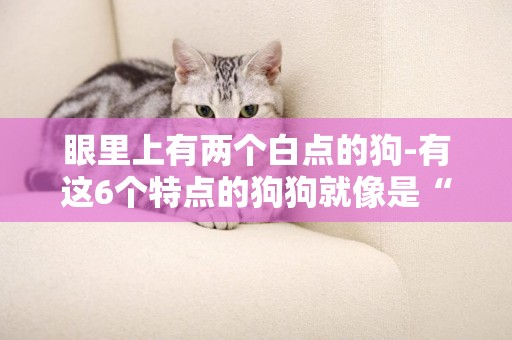 眼里上有兩個白點的狗-有這6個特點的狗狗就像是“白眼狼”