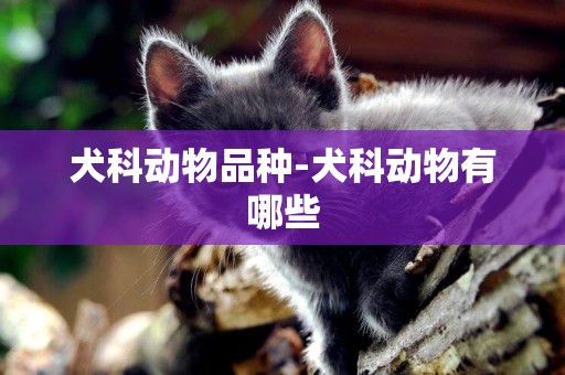 犬科動物品種-犬科動物有哪些