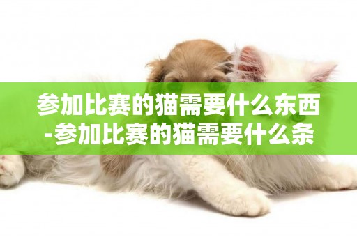 參加比賽的貓需要什么東西-參加比賽的貓需要什么條件