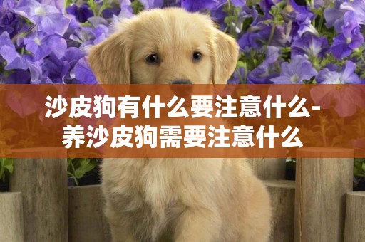 沙皮狗有什么要注意什么-養沙皮狗需要注意什么