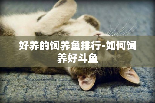 好養的飼養魚排行-如何飼養好斗魚