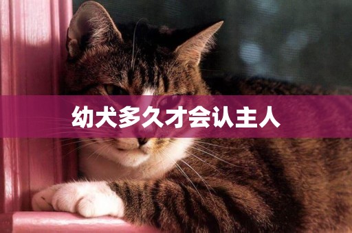 幼犬多久才會認主人