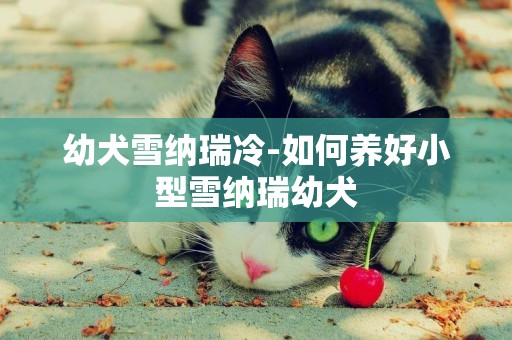 幼犬雪納瑞冷-如何養好小型雪納瑞幼犬