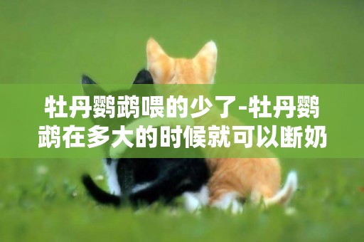 牡丹鸚鵡喂的少了-牡丹鸚鵡在多大的時候就可以斷奶了