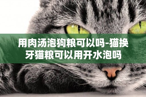 用肉湯泡狗糧可以嗎-貓換牙貓糧可以用開水泡嗎