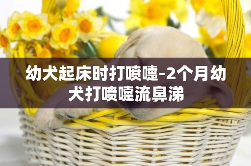 幼犬起床時打噴嚏-2個月幼犬打噴嚏流鼻涕