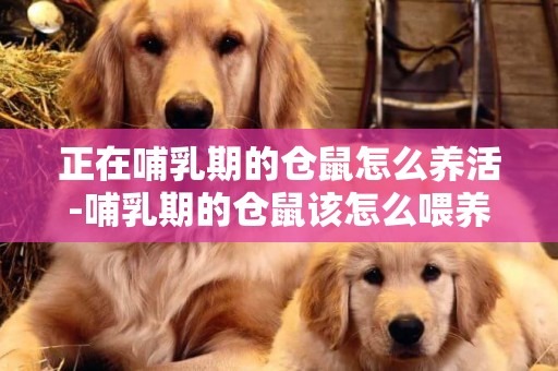 正在哺乳期的倉鼠怎么養活-哺乳期的倉鼠該怎么喂養