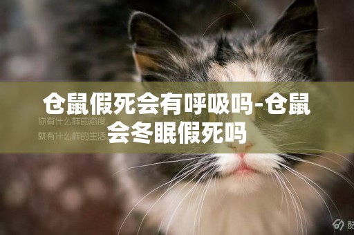 倉鼠假死會有呼吸嗎-倉鼠會冬眠假死嗎