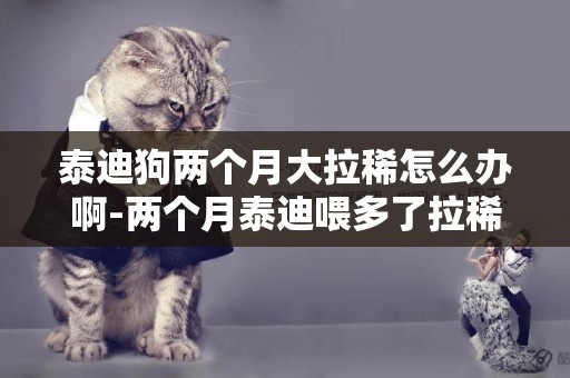 泰迪狗兩個月大拉稀怎么辦啊-兩個月泰迪喂多了拉稀怎么辦