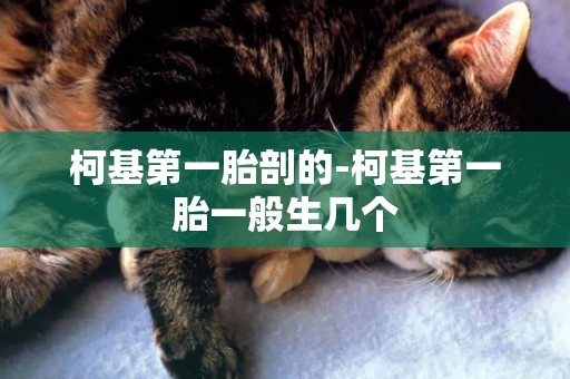 柯基第一胎剖的-柯基第一胎一般生幾個