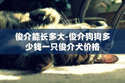 俊介能長多大-俊介狗狗多少錢一只俊介犬價格