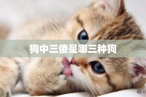 狗中三傻是哪三種狗