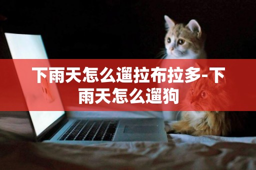 下雨天怎么遛拉布拉多-下雨天怎么遛狗