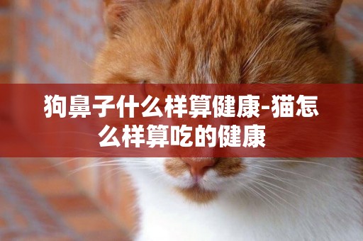 狗鼻子什么樣算健康-貓怎么樣算吃的健康