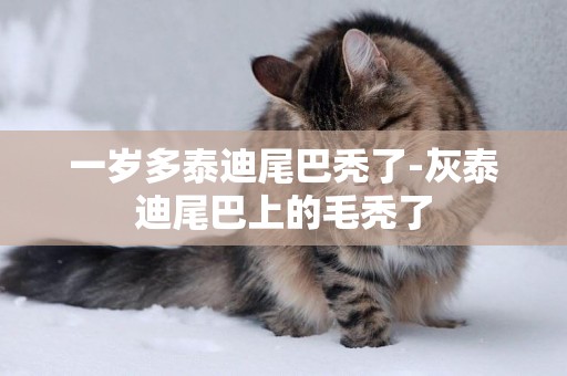 一歲多泰迪尾巴禿了-灰泰迪尾巴上的毛禿了