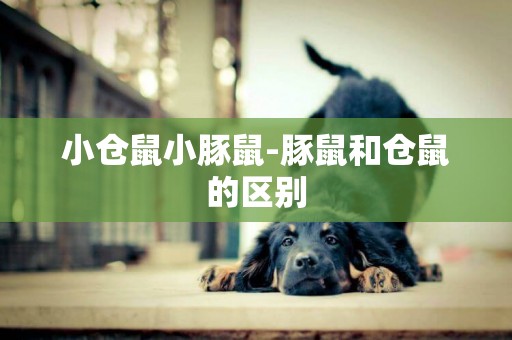 小倉鼠小豚鼠-豚鼠和倉鼠的區別
