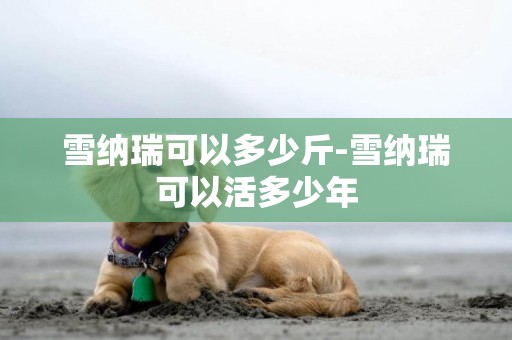 雪納瑞可以多少斤-雪納瑞可以活多少年