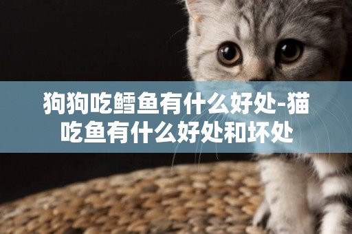 狗狗吃鱈魚有什么好處-貓吃魚有什么好處和壞處
