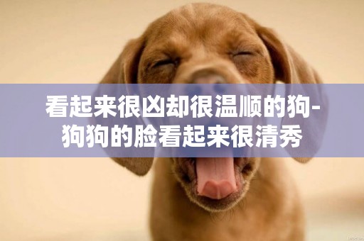 看起來很兇卻很溫順的狗-狗狗的臉看起來很清秀