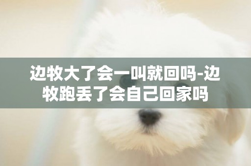 邊牧大了會一叫就回嗎-邊牧跑丟了會自己回家嗎