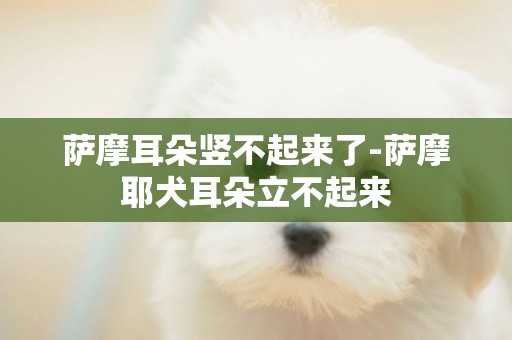 薩摩耳朵豎不起來了-薩摩耶犬耳朵立不起來