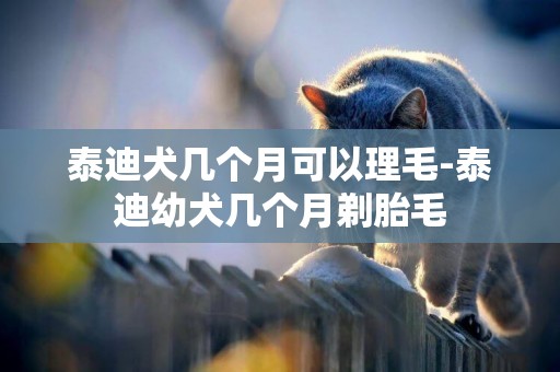泰迪犬幾個月可以理毛-泰迪幼犬幾個月剃胎毛