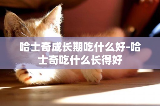 哈士奇成長期吃什么好-哈士奇吃什么長得好