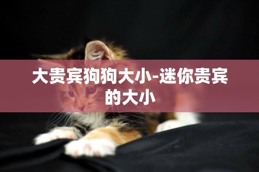 大貴賓狗狗大小-迷你貴賓的大小