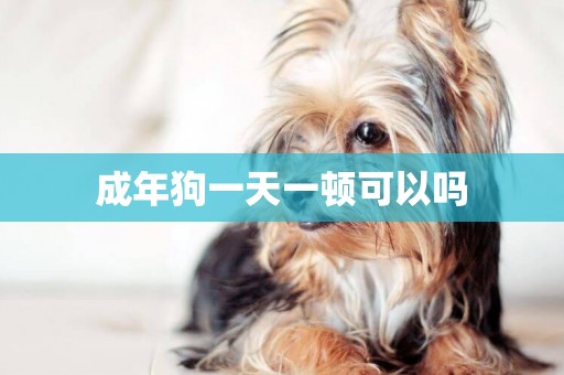 成年狗一天一頓可以嗎